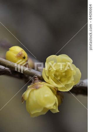 Rowbai (wax plum) 6406664