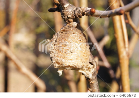 螳螂巢（蛋） 6406678