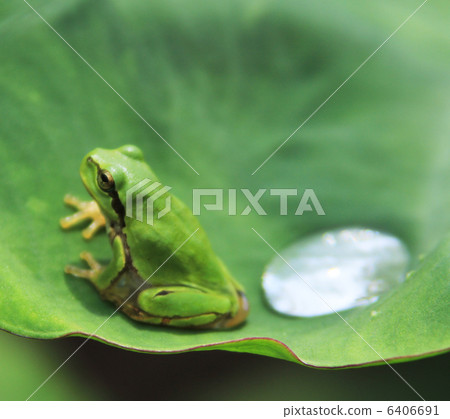 青蛙 6406691