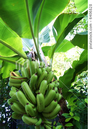 Fruit bamboo fruit banana vertical position Fruit bamboo fruit banana vertical position 6406828