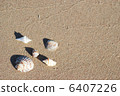 different seashells on a beach sand, 6407226