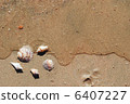 different seashells on a beach sand, 6407227
