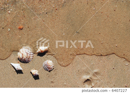 different seashells on a beach sand, 6407227
