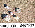 different seashells on a beach sand,  6407237