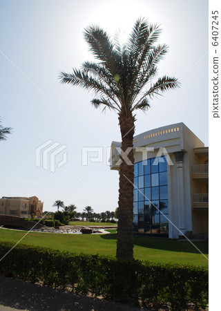 high  palm on sky background with sun 6407245