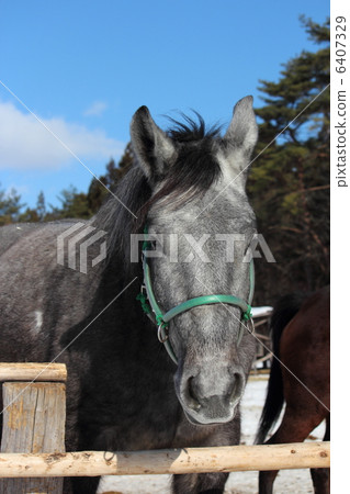 在寒冷的一天表達一匹馬 在寒冷的一天表達一匹馬 6407329