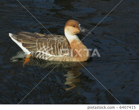Sakatorurangan going down the water 6407415