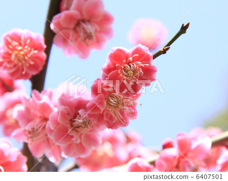 plum	 6407501
