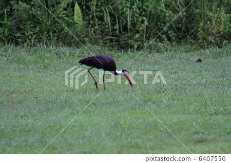 sabah, sabah state, rare species 6407550