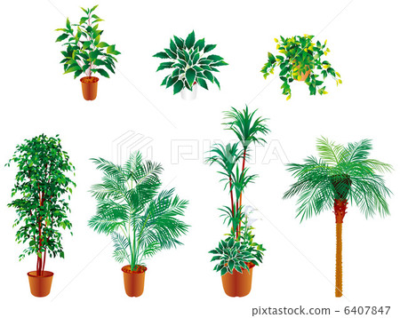 葉子植物 6407847