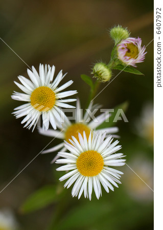 公主少女 6407972