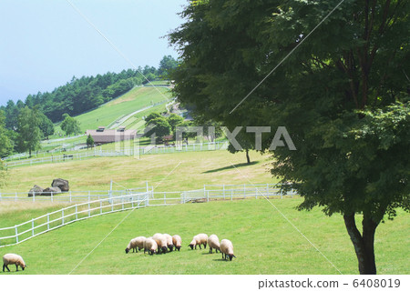 Sheep_ sightseeing ranch 6408019