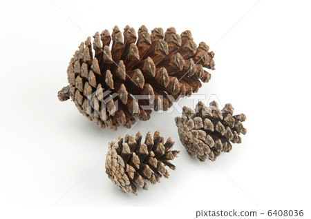 Pinecone Pinecone 6408036