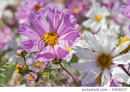 Cosmos Seashell Cosmos Seashell 6408037