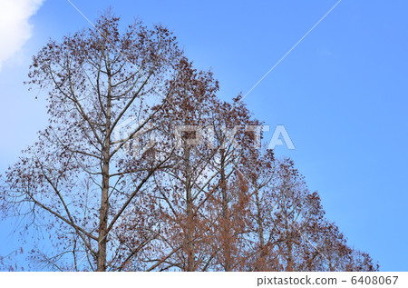 Row of trees Row of trees 6408067