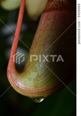Carnivorous plant Carnivorous plant 6408068