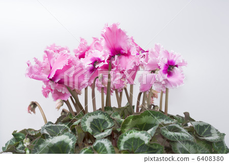 Cyclamen 6408380