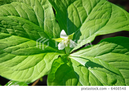 Flower of silkworm enle herle 6408548