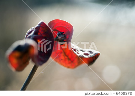 Tsubomi of the clone waiting for spring 6408578