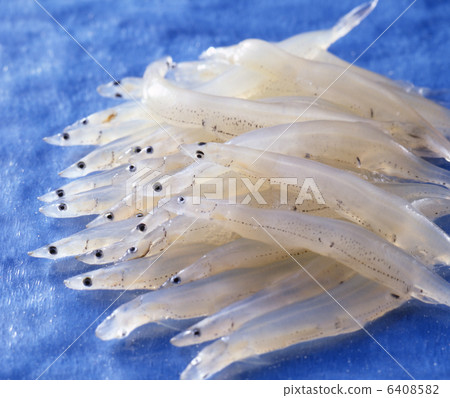 白魚 6408582