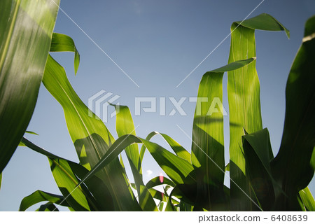 sunny day at field of corn and dramatic sky... sunny day at field of corn and dramatic sky... 6408639