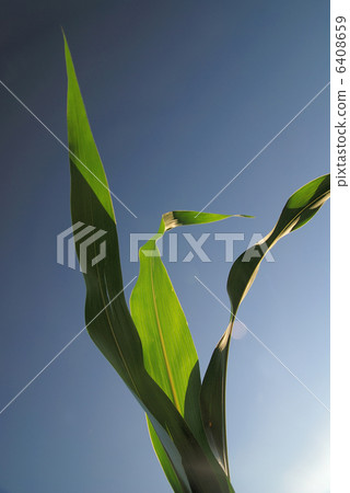 green leaf with blue sky in background green leaf with blue sky in background 6408659