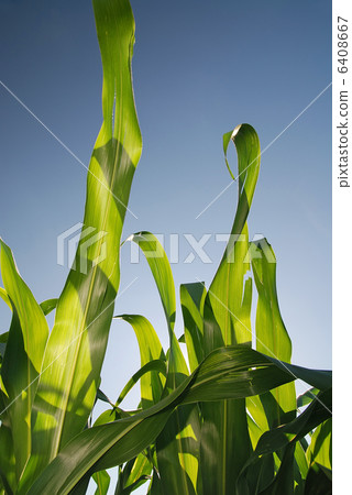 sunny day at field of corn and dramatic sky... sunny day at field of corn and dramatic sky... 6408667