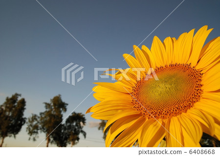 sonflower 6408668