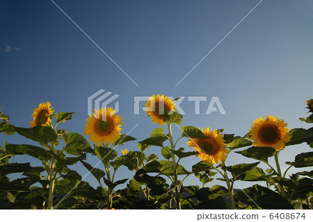 sunflower field 6408674