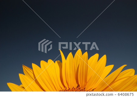sonflower sonflower 6408675