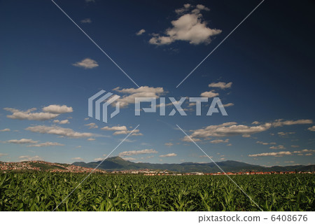 sunny day at field of corn and dramatic sky... sunny day at field of corn and dramatic sky... 6408676