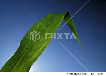 green leaf with blue sky in background green leaf with blue sky in background 6408694