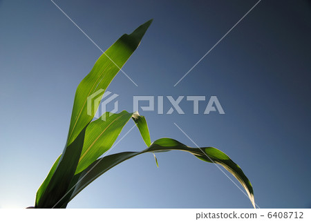 green leaf with blue sky in background green leaf with blue sky in background 6408712