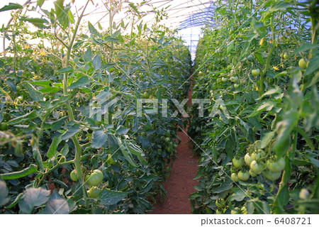 greenhouse 6408721