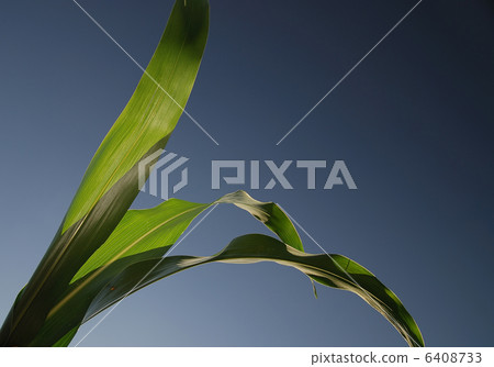 green leaf with blue sky in background green leaf with blue sky in background 6408733