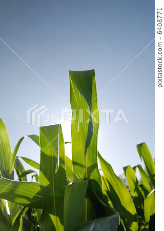 sunny day at field of corn and dramatic sky... sunny day at field of corn and dramatic sky... 6408771