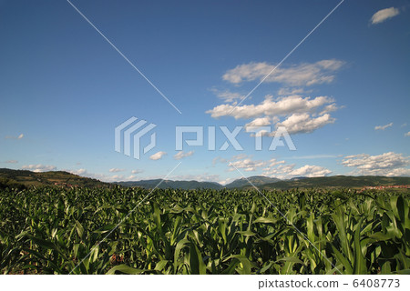 sunny day at field of corn and dramatic sky... sunny day at field of corn and dramatic sky... 6408773