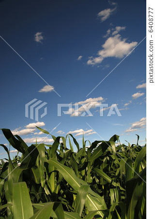 sunny day at field of corn and dramatic sky... sunny day at field of corn and dramatic sky... 6408777