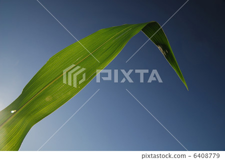 green leaf with blue sky in background green leaf with blue sky in background 6408779