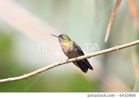 Emerald terrio hummingbird Emerald terrio hummingbird 6410906