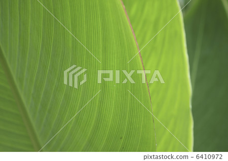 Mizukanna的靜脈 6410972