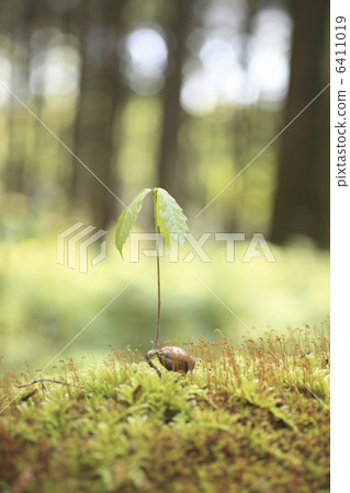 Quercus sprout 6411019