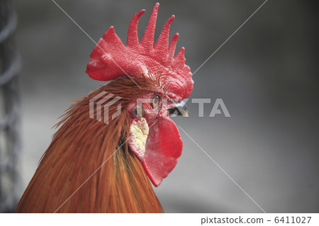 Chicken 6411027