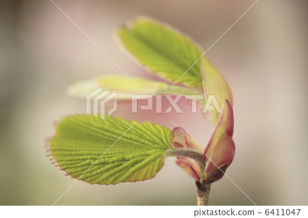 霧島萌芽 6411047