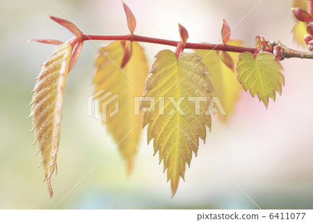 Zelkova sprouting 6411077