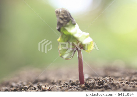 Morning glory sprouts Morning glory sprouts 6411094