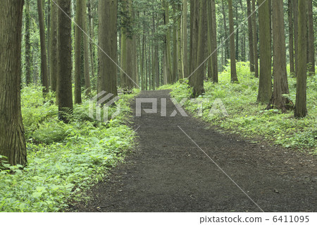 Cypress trees and paths Cypress trees and paths 6411095