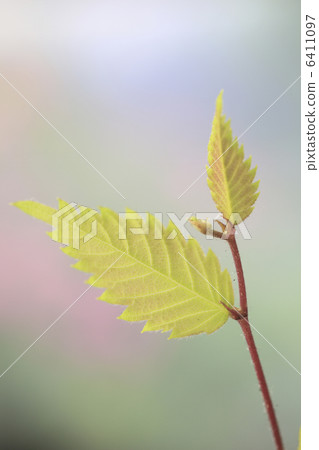 Zelkova sprout Zelkova sprout 6411097