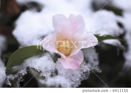 在山茶花花的新鮮的雪 6411150