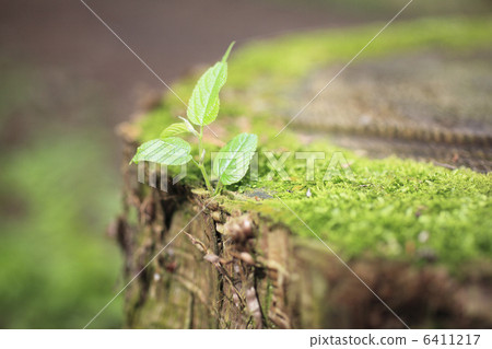 Sprout of stump moss and zelkova 6411217